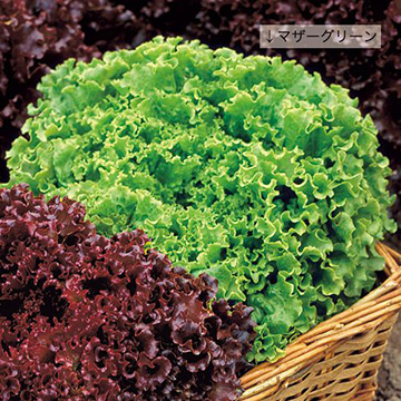 レタスの種 タネ タキイネット通販 公式