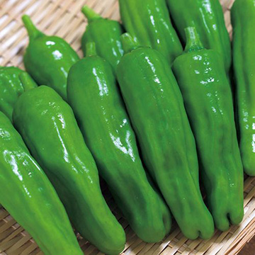 甘トウガラシ ししとう 種 苗 ガーデニング用品の タキイネット通販