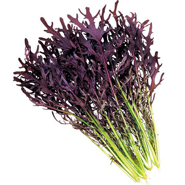 カラシナの種 タネ タキイネット通販 公式