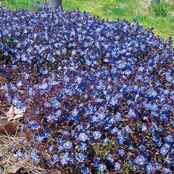 ベロニカ オックスフォードブルー 種 苗 ガーデニング用品の タキイネット通販