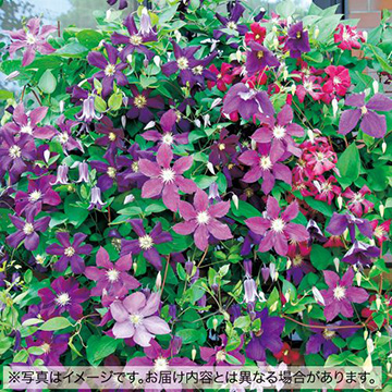 クレマチス 種 苗 球根 園芸用品 農業資材の通販サイト タキイネット通販