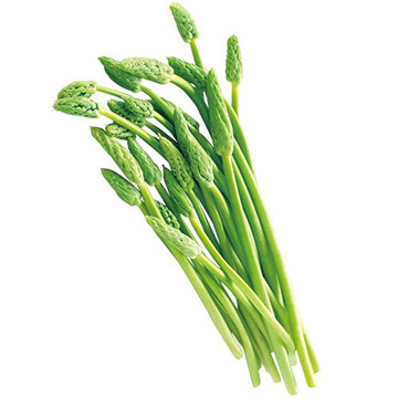 アスパラソバージュ 種 苗 ガーデニング用品の タキイネット通販