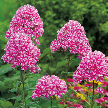 フロックス Autos Honda Com Pe