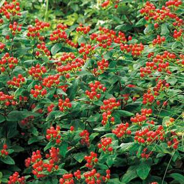 ヒペリカム レッドアトラクション 種 苗 ガーデニング用品の タキイネット通販