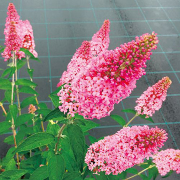 ブッドレア ピンクパンサー 種 苗 ガーデニング用品の タキイネット通販