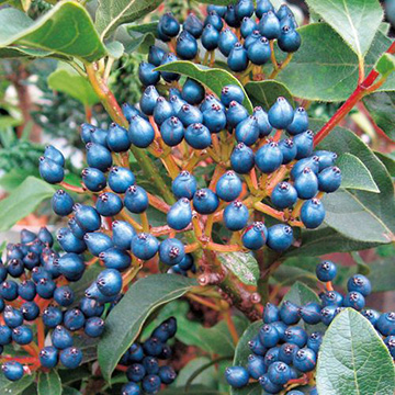 ビバーナム ティヌス 種 苗 ガーデニング用品の タキイネット通販 ビバーナム ティヌス 種 苗 ガーデニング用品の タキイネット通販