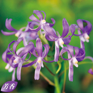 フウラン 風蘭 富貴蘭 群生 10〜15株？ 枝付き 月曜日か火曜日に発送