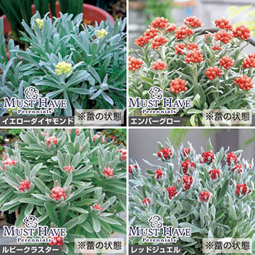 ヘリクリサム4種 セット 種 苗 ガーデニング用品の タキイネット通販