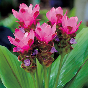 クルクマ プーディンレッド 種 苗 ガーデニング用品の タキイネット通販