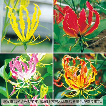 グロリオサ ファイン ミックス 種 苗 ガーデニング用品の タキイネット通販