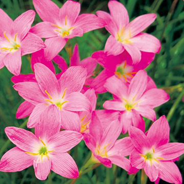 ゼフィランサス ロゼア 種 苗 ガーデニング用品の タキイネット通販