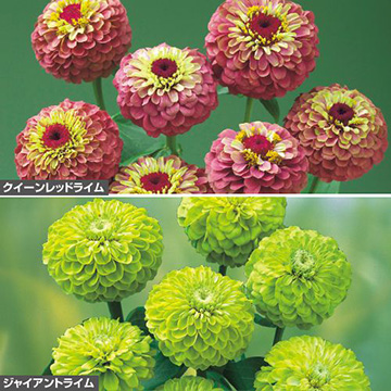 ジニア 百日草 の苗 タキイネット通販 公式 ジニア 百日草 の苗 タキイネット通販 公式