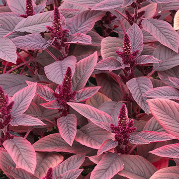 アマランサス ベルベットカーテン 種 苗 ガーデニング用品の タキイネット通販