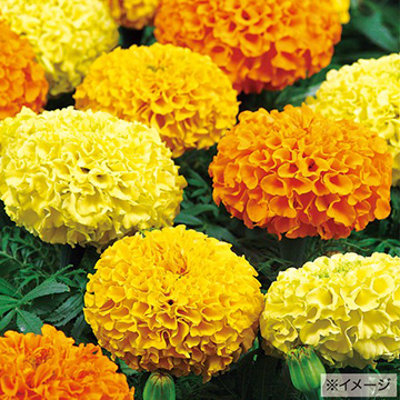 マリーゴールドの種 タネ タキイネット通販 公式