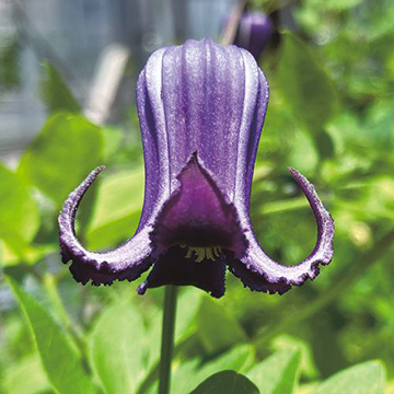 クレマチスの苗 タキイネット通販 公式 クレマチスの苗 タキイネット通販 公式