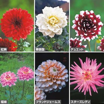 人気ダリア6種A セット| 種・苗・ガーデニング用品の【タキイ 