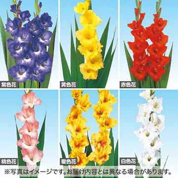 グラジオラス 色別 セット 種 苗 ガーデニング用品の タキイネット通販