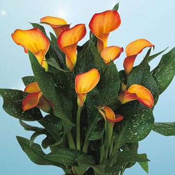 カラー モーニングサン 種 苗 ガーデニング用品の タキイネット通販