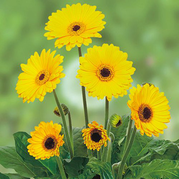 花の種 営利用 ガーベラ F1ロイヤル フォーミュラーミックス 500粒 タキイ種苗 メール便発送 ベジタブルガーデン ハラダ花の種 営利用 ガーベラ F1ロイヤル フォーミュラーミックス 500粒 タキイ種苗 メール便発送 Abracce Com Br