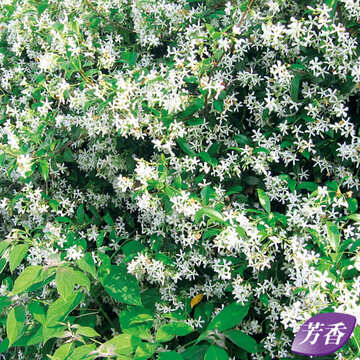 テイカカズラ スタージャスミン 種 苗 ガーデニング用品の タキイネット通販