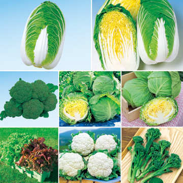 葉菜苗8種a セット 9月前期 種 苗 ガーデニング用品の タキイネット通販