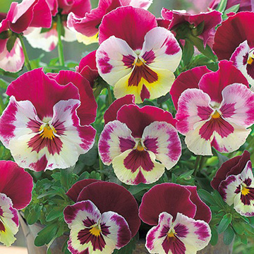 パンジー ひだまりの雪 種 苗 ガーデニング用品の タキイネット通販