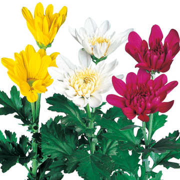 菊の苗 種 苗 球根 園芸用品 農業資材の通販サイト タキイネット通販