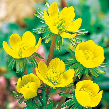 黄花節分草 種 苗 ガーデニング用品の タキイネット通販