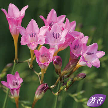 原種フリージア スピーシーピンク 種 苗 ガーデニング用品の タキイネット通販