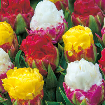 チューリップの球根 種 苗 球根 園芸用品 農業資材の通販サイト タキイネット通販