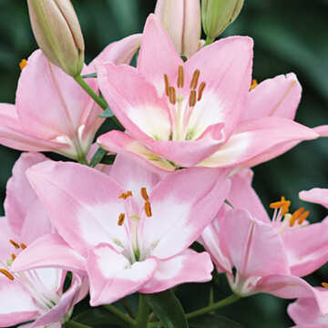 すかしゆり エンジョイズ 種 苗 ガーデニング用品の タキイネット通販