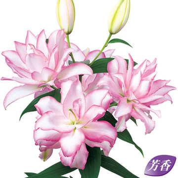 ゆり ローズリリー アヌースカ 種 苗 ガーデニング用品の タキイネット通販