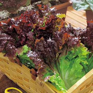 リーフレタス レッドファイヤー 種 苗 ガーデニング用品の タキイネット通販