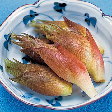 ミョウガ 秋みょうが 種 苗 ガーデニング用品の タキイネット通販