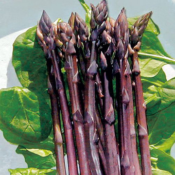 生食アスパラガス サラダアスパラ 種 苗 ガーデニング用品の タキイネット通販