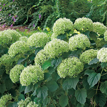 アジサイ ライムのアナベルコンパクト 種 苗 ガーデニング用品の タキイネット通販 アジサイ ライムのアナベルコンパクト 種 苗 ガーデニング用品の タキイネット通販