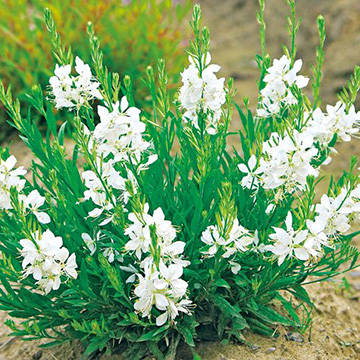 ガウラ イノセントフェアリー 種 苗 ガーデニング用品の タキイネット通販