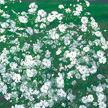 かすみ草の種 タネ タキイネット通販 公式