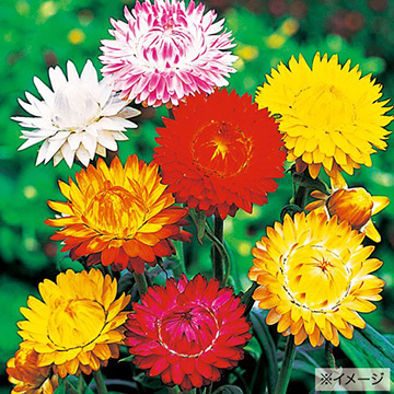 ヘリクリサム 帝王貝細工 の種 種 苗 球根 園芸用品 農業資材の通販サイト タキイネット通販