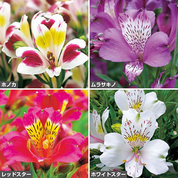 アルストロメリアの苗 タキイネット通販 公式