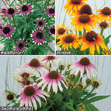 エキナセア ホワイトの種 確認用 Www Melcsa Com