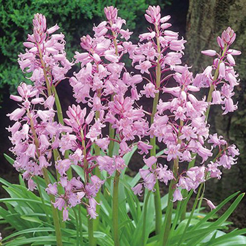 シラーの球根 種 苗 球根 園芸用品 農業資材の通販サイト タキイネット通販 シラーの球根 種 苗 球根 園芸用品 農業資材の通販サイト タキイネット通販