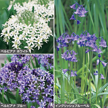 シラー3色 セット 種 苗 ガーデニング用品の タキイネット通販 シラー3色 セット 種 苗 ガーデニング用品の タキイネット通販