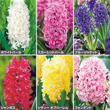 特選ヒヤシンス セット 種 苗 ガーデニング用品の タキイネット通販