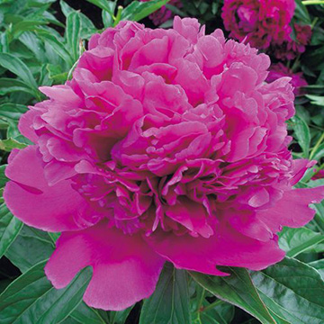 シャクヤクの苗 タキイネット通販 公式