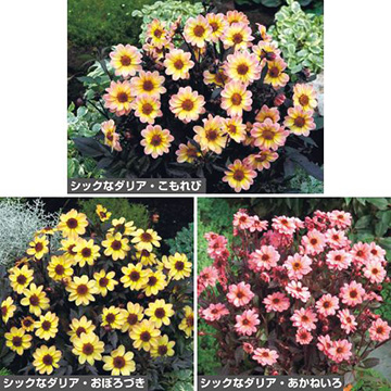 ダリアの苗 種 苗 球根 園芸用品 農業資材の通販サイト タキイネット通販