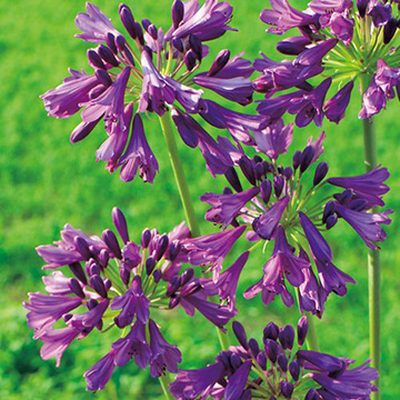 アガパンサス ポッピンパープル 種 苗 ガーデニング用品の タキイネット通販