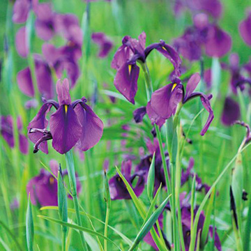 花菖蒲の苗 種 苗 球根 園芸用品 農業資材の通販サイト タキイネット通販