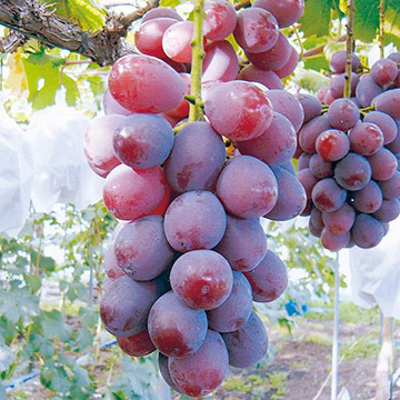 ブドウ 赤いピオーネ あかり 種 苗 ガーデニング用品の タキイネット通販