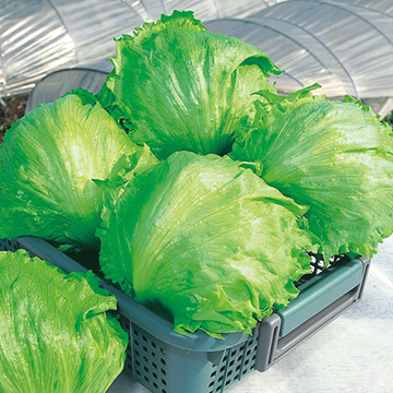 レタスの種 タネ タキイネット通販 公式